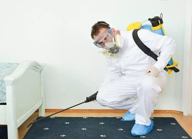 شركه مكافحه حشرات بالاحساء